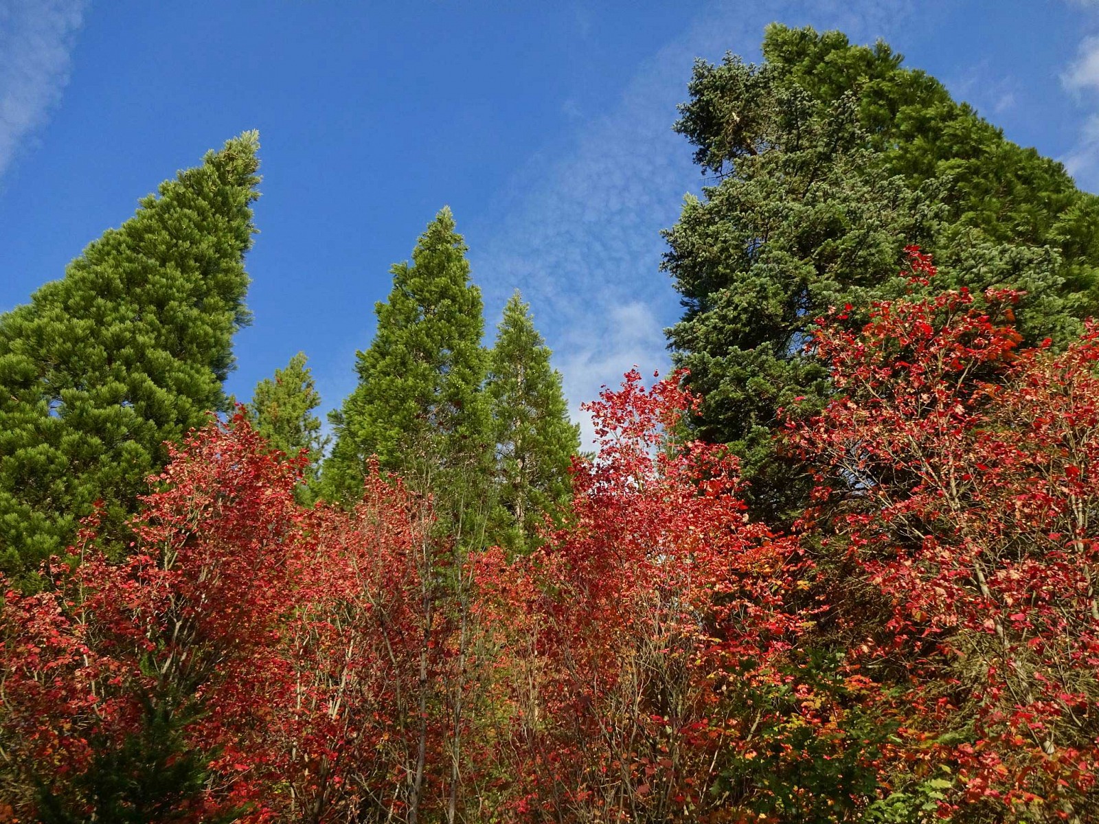 pspan-stylecolornullspan-stylefont-familyGeorgiaserifDas-Foto-dieses-schoumlnen-Mischwalds-stammt-von-Facebook-Nutzerin-Katrin-Bay-Im-Weltwald-Bad-Grund-hat-sie-ihr-Indian-Summer-Motiv-gefundenspanspanp