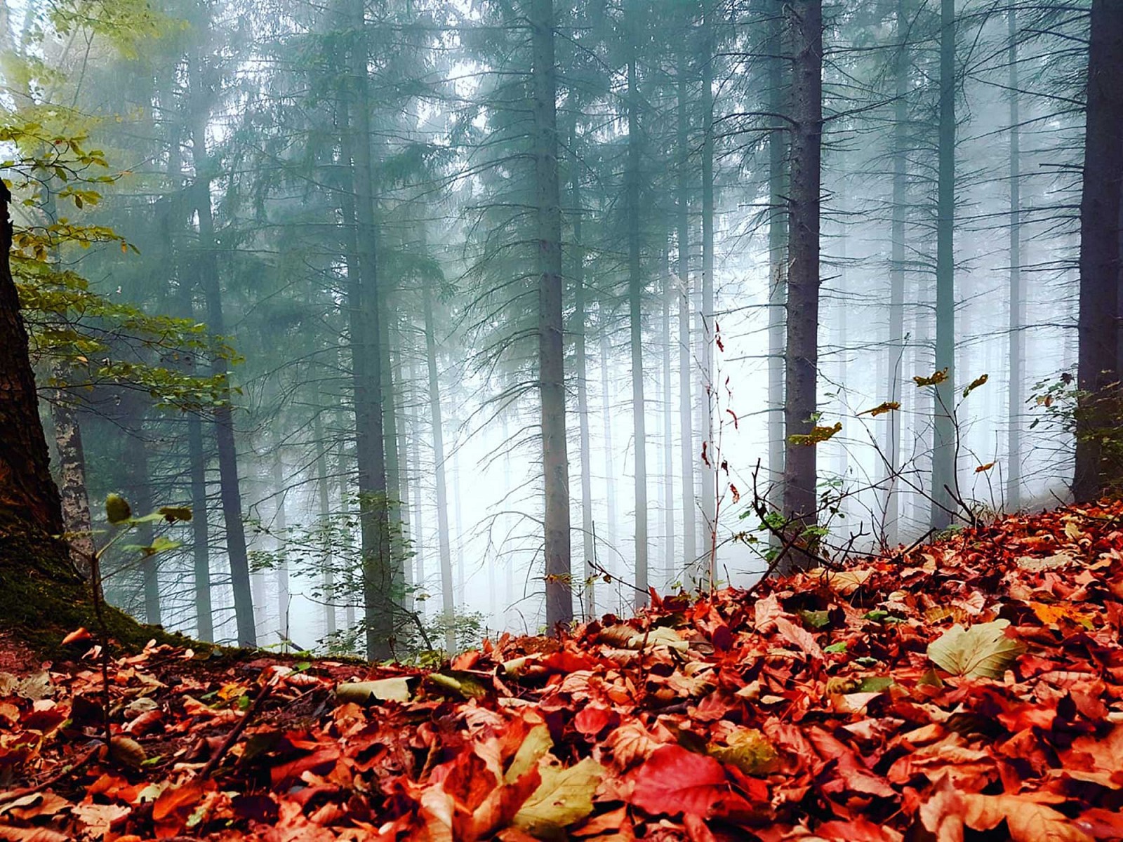 pspan-stylefont-familyGeorgiaserifManchmal-zeigt-der-Herbst-sich-auch-von-seiner-mystischen-Seite---so-wie-hier-im-Siebengebirge-fotografiert-von-Sarah-Simonspanp