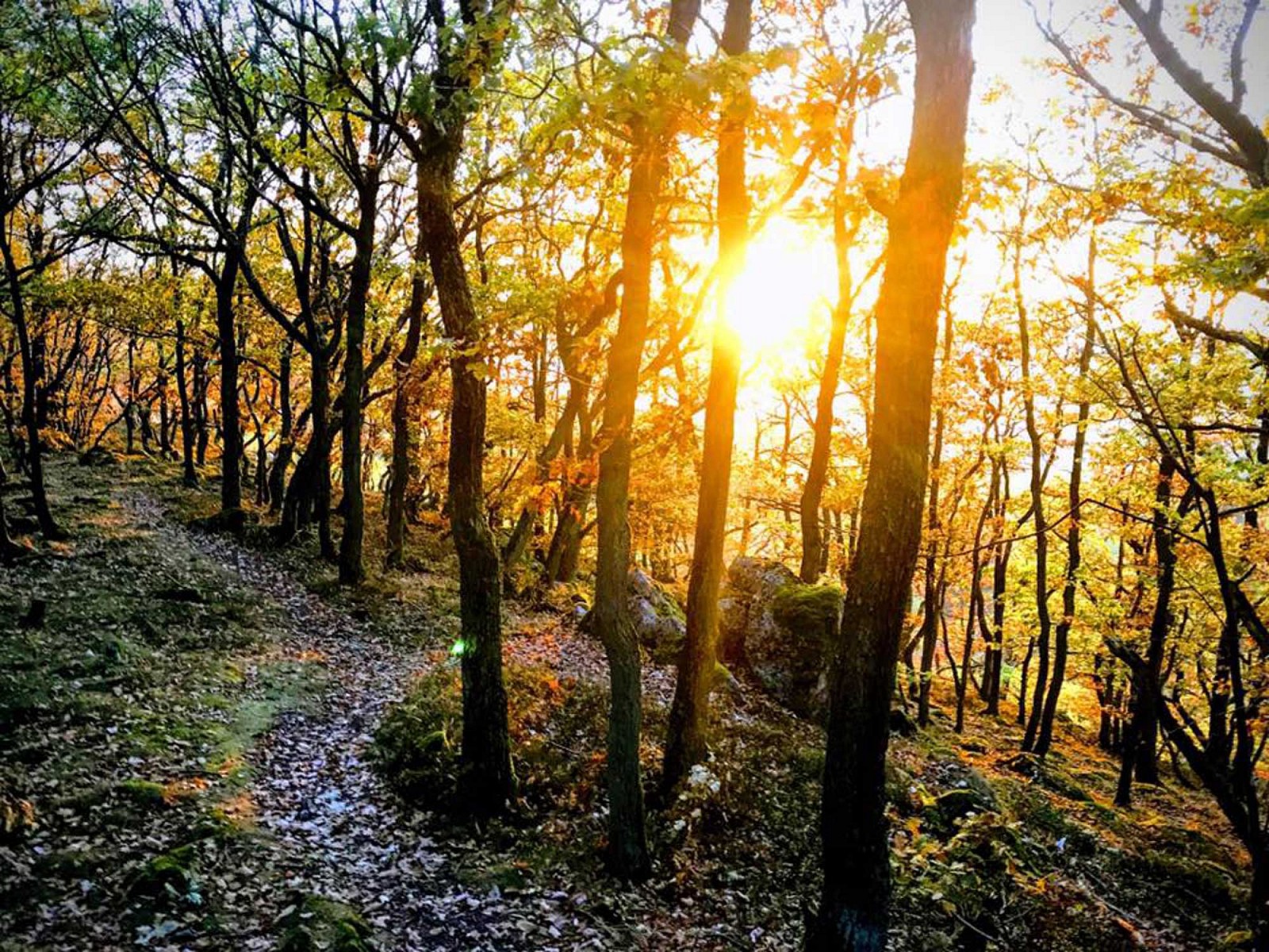 pspan-stylefont-familyGeorgiaserifEin-goldener-Herbstmoment---eingefangen-von-Facebook-NutzernbspStefan-Conradt-im-Soonwald-bei-Kirnspanp