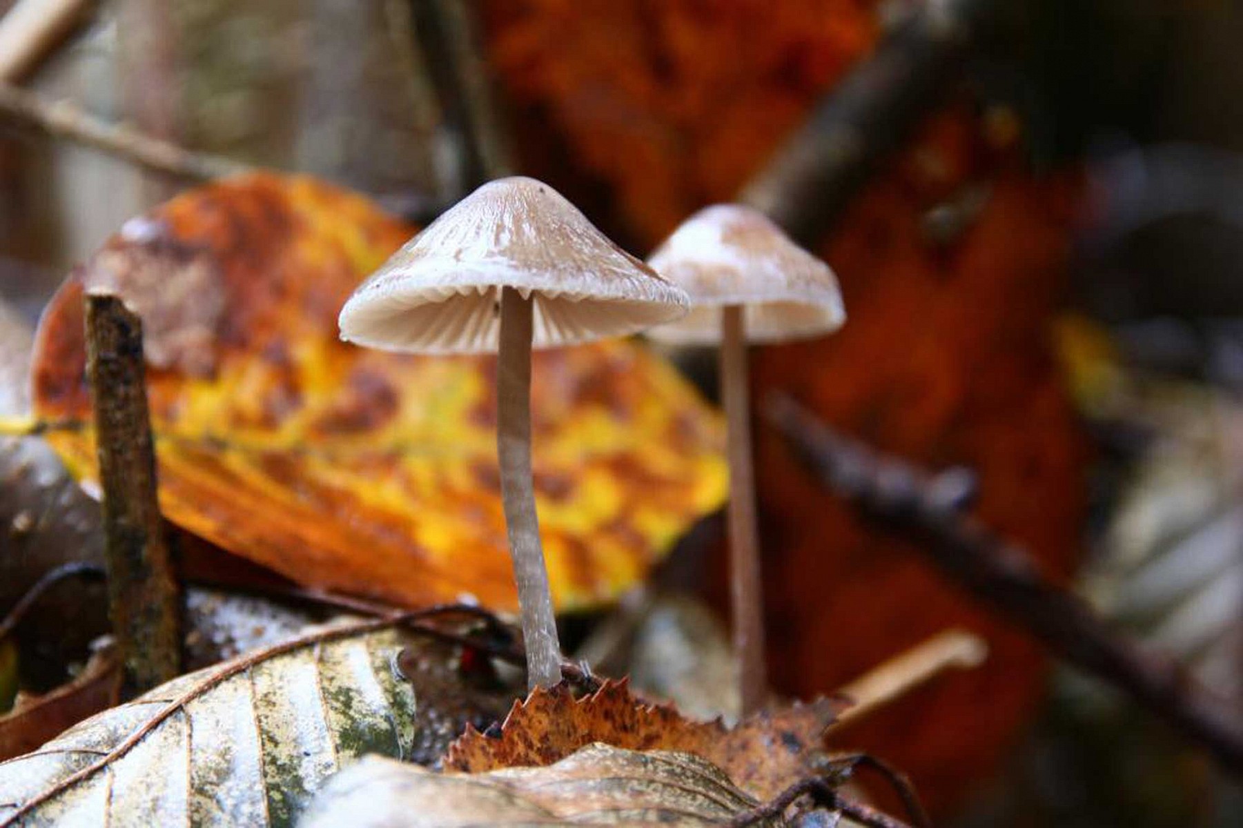 pspan-stylefont-familyGeorgiaserifEin-Maumlnnlein-steht-im-Walde-ach-nein-es-sind-zwei-Pilze-auf-dem-Rennsteig-Ein-schoumlnes-herbstliches-Motiv-festgehalten-von-Stefanie-Jaklinspanp