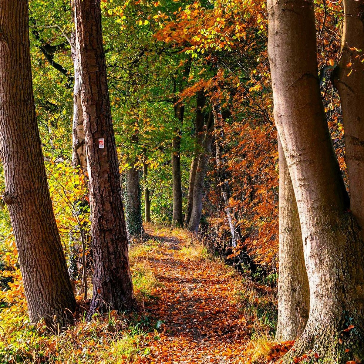 pspan-stylefont-familyGeorgiaserifAuf-den-Nordpfaden-zwischen-Hamburg-und-Bremen-ist-Facebook-Nutzer-Udo-Fischer-auf-diesen-huumlbschen-Herbstwald-gestoszligenspanp