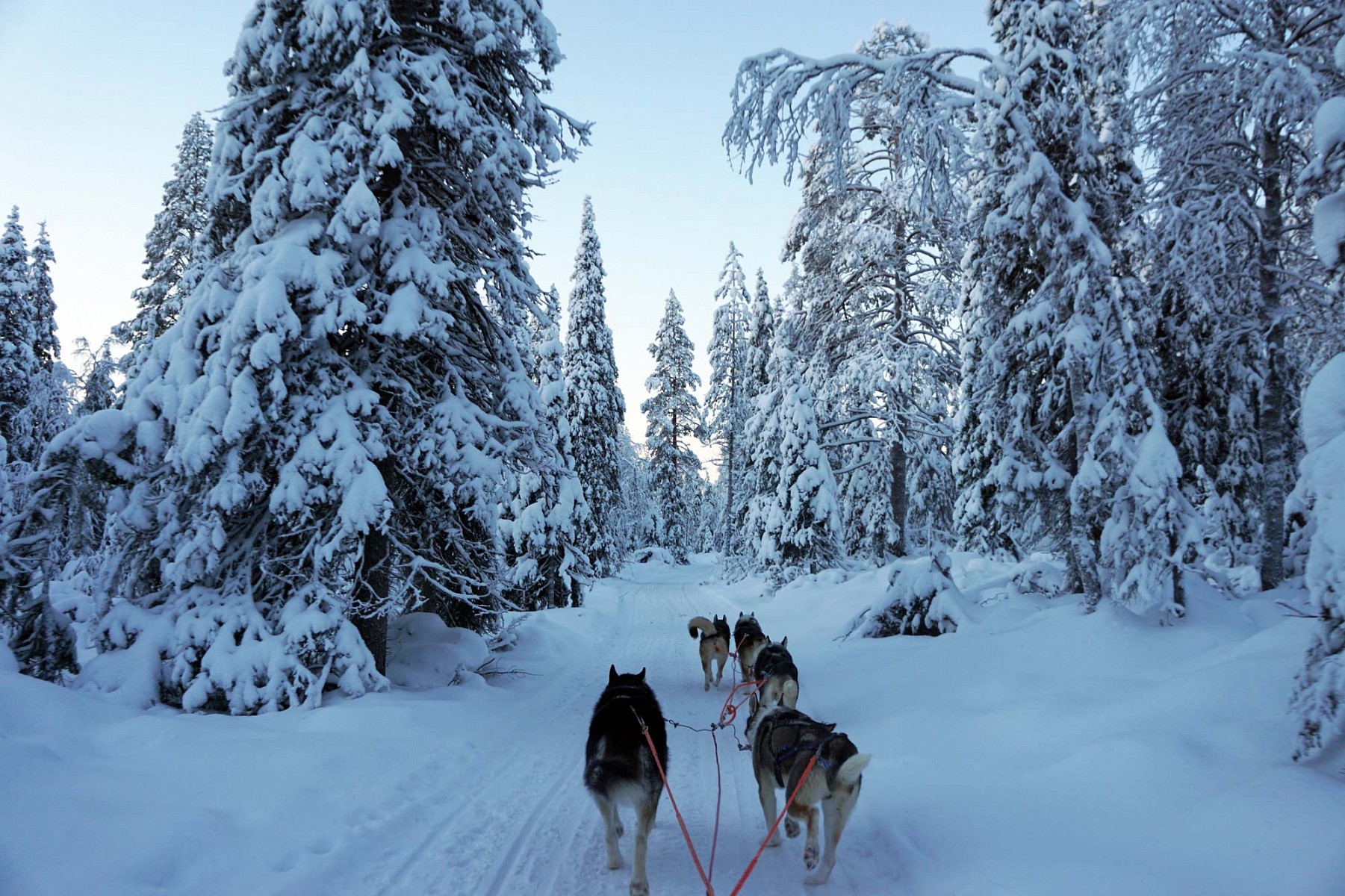 pWenn-man-in-Finnland-ist-darf-ein-Ausflug-mit-dem-Hundeschlitten-natuumlrlich-nicht-fehlennbspIn-einem-Naturpark-suumldoumlstlich-von-Ruka-liegt-das-Cafeacute-Lammintupa-Von-hier-ausnbspgibt-es-eine-kurze-Rundfahrt-mit-dem-HuskyschlittenppquotQuirlig-und-doch-ruhig-zugleich-werden-wir-durch-die-weiszlige-Landschaft-gezogenquotp