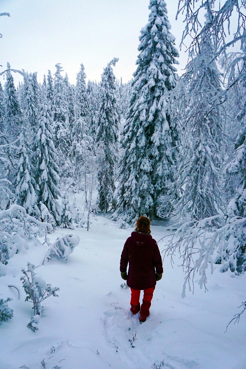 pDie-Winterreise-durch-Finnland-geht-zu-Ende-und-am-letzten-TagnbspgelangtnbspHanna-per-Zufall-auf-den-Baumlren-Pfadnbspder-steiler-als-erwartet-hinauf-auf-eine-der-wenigen-Erhebungen-rundnbspum-Ruka-fuumlhrtppquotAn-der-Spitze-gelangen-wir-auf-eine-Lichtung---und-ploumltzlich-ist-kein-Weg-mehr-zu-sehen-Heute-scheint-hier-noch-keiner-lang-gelaufen-zu-sein-uns-zur-Freudequotnbspp