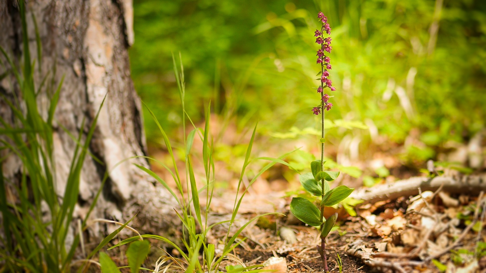 pDienbspBraunrote-Stendelwurz-stehtnbspwie-alle-einheimischen-Orchideenarten-unter-Naturschutz-Sie-kann-eine-Wuchshoumlhe-von-bis-zu-80-cm-erreichenp