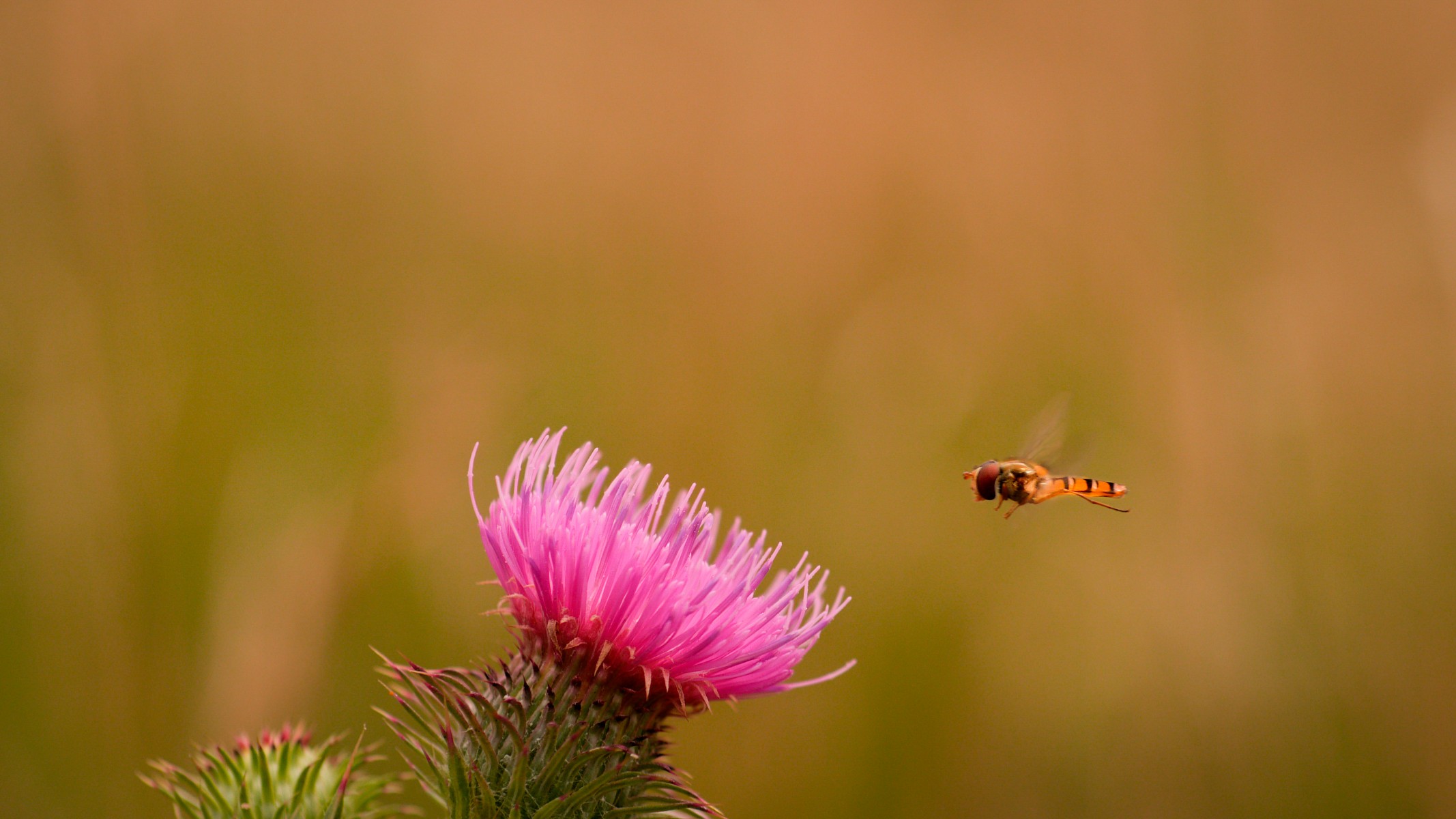 pquotNeben-der-intensiven-Recherche-und-Planung-ist-Timing-beim-Naturfilm-oft-allesquot-David-Cebullap