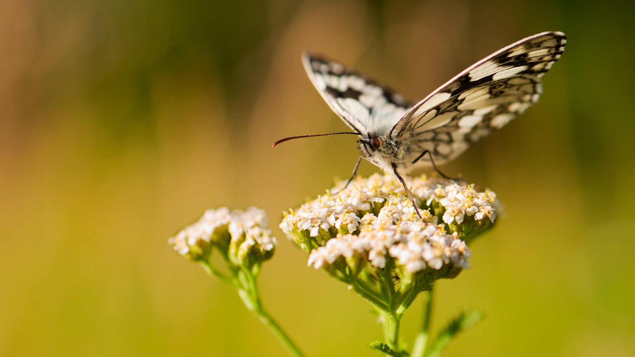 pDer-Schachbrettfalter-ist-Schmetterling-des-Jahres-2019nbspAls-Oumlkologe-und-Naturfilmer-versteht-David-Cebulla-seine-Arbeit-auch-als-Beitrag-zur-Umweltbildungp