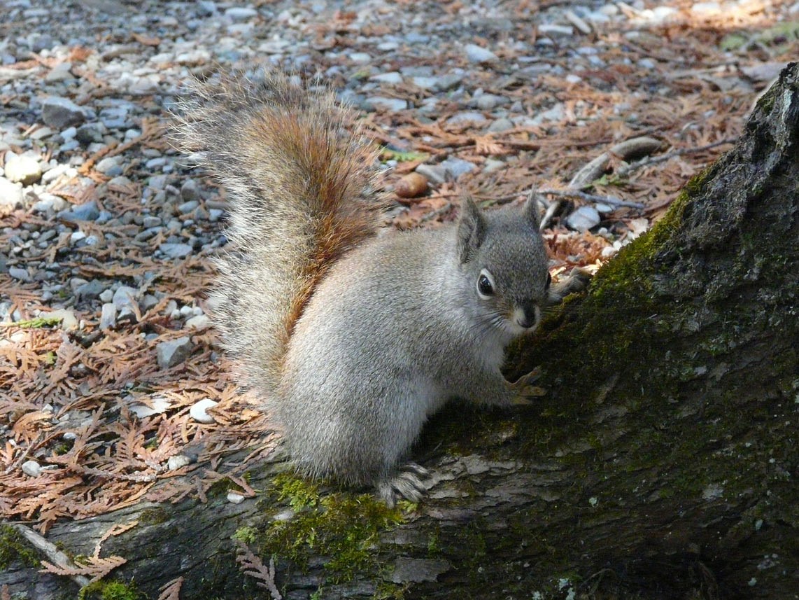 pAuf-dem-Rundweg-uumlber-Flower-Pot-Island-werde-ich-von-diesem-Kerlchen-viele-hundert-Meter-begleitet-Sehr-fotogen-mit-groszligen-Augen-und-wenig-Scheu-Vom-Fuumlttern-habe-ich-aber-abgesehenp