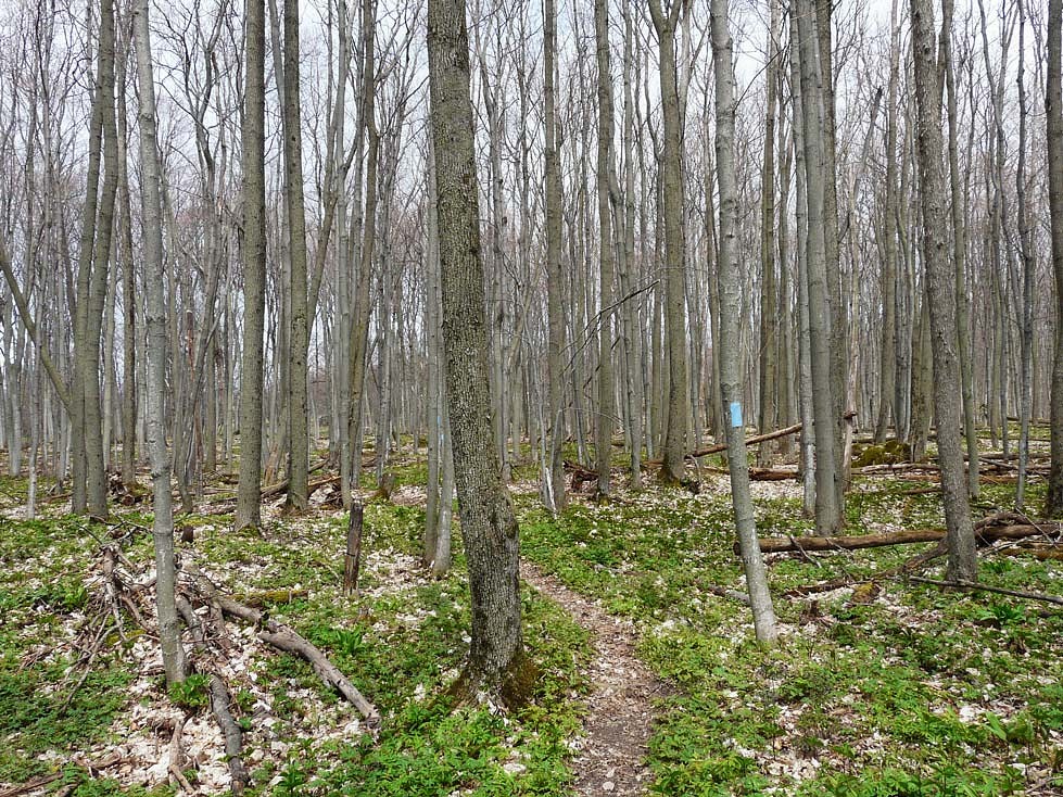 pDer-schmale-Pfad-schaumlngelt-sich-idyllisch-durch-dasnbspWaumlldchen-Die-blaue-Markierung-am-Baum-signalisiert-dass-ich-mich-auf-einem-Seiten--bzw-Zugangsweg-des-Bruce-Trails-befindep