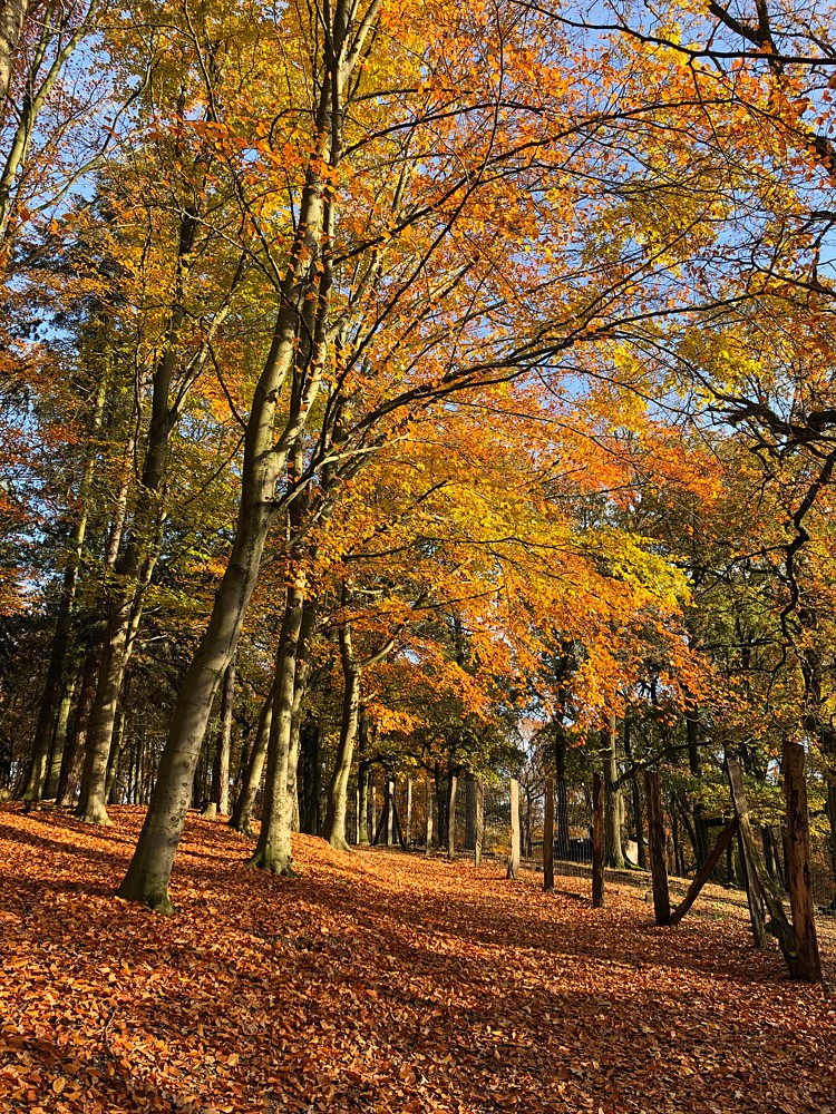 pspan-stylefont-familyTahomaGenevasans-serifHerbst-am-Huumllser-Berg-im-Niederrheinnbspbr-copy-Alexandra-Boumlckspanp
