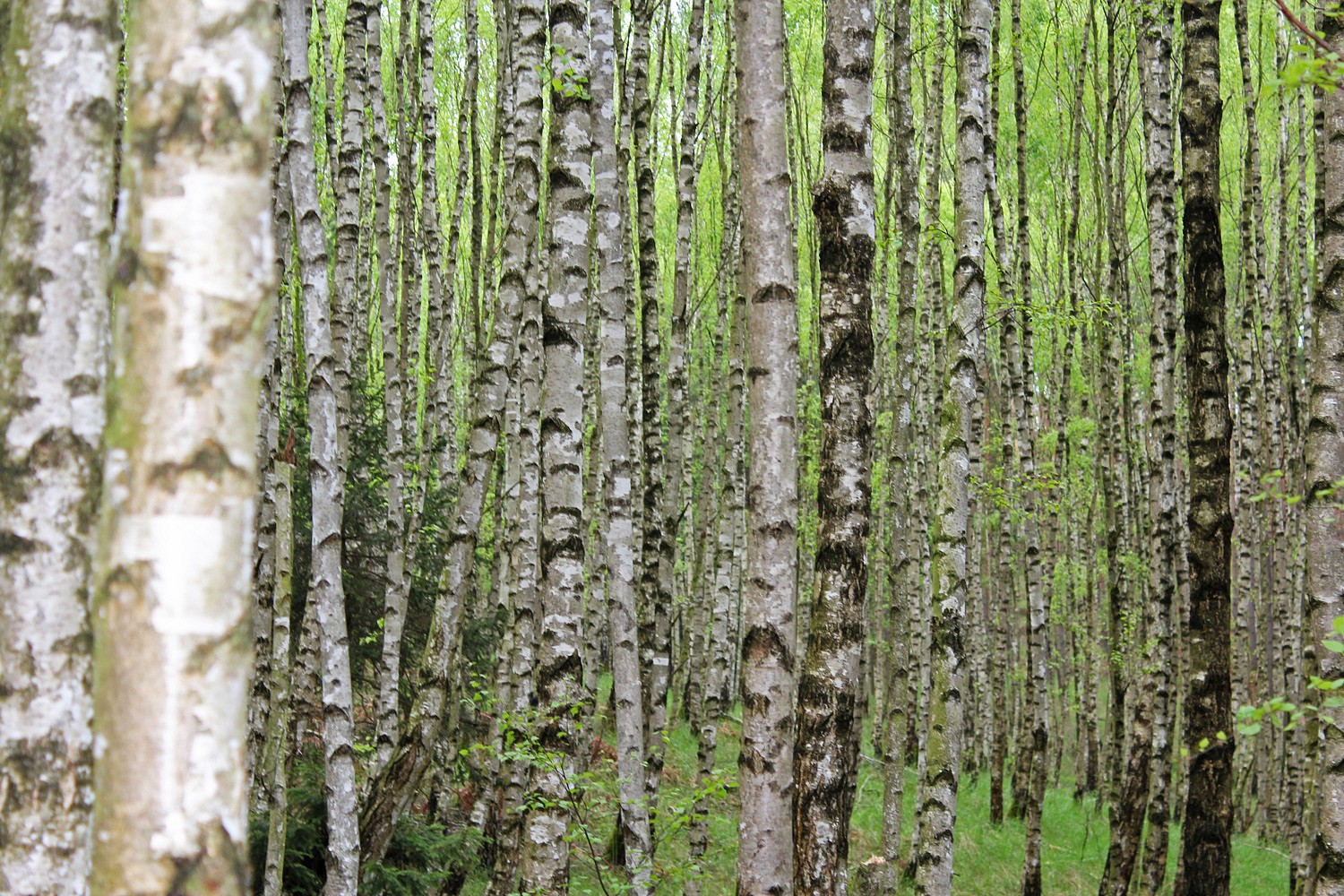 pspan-stylefont-familyTahomaGenevasans-serifWir-haben-unsere-Leser-auf-Facebooknbspgebeten-uns-Fotos-zu-schicken-von-ihrem-Lieblingsortnbspim-Wald-Unsere-Auswahl-zeigt-die-vielen-Farben-und-Gesichter-des-deutschen-WaldesnbspHier-ein-Birkenwald-im-Hohen-Flaumlming-Brandenburg-copy-Lars-Reichenbergspanp