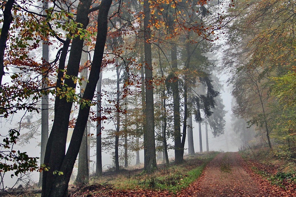 pspan-stylefont-familyTahomaGenevasans-serifAuch-im-Nebel-weiszlig-der-Wald-mit-seiner-ganz-eigenen-mystischen-Stimmung-zu-beeindrucken-hier-im-Taunusbr-copy-Lilli-Foumlrsterspanp