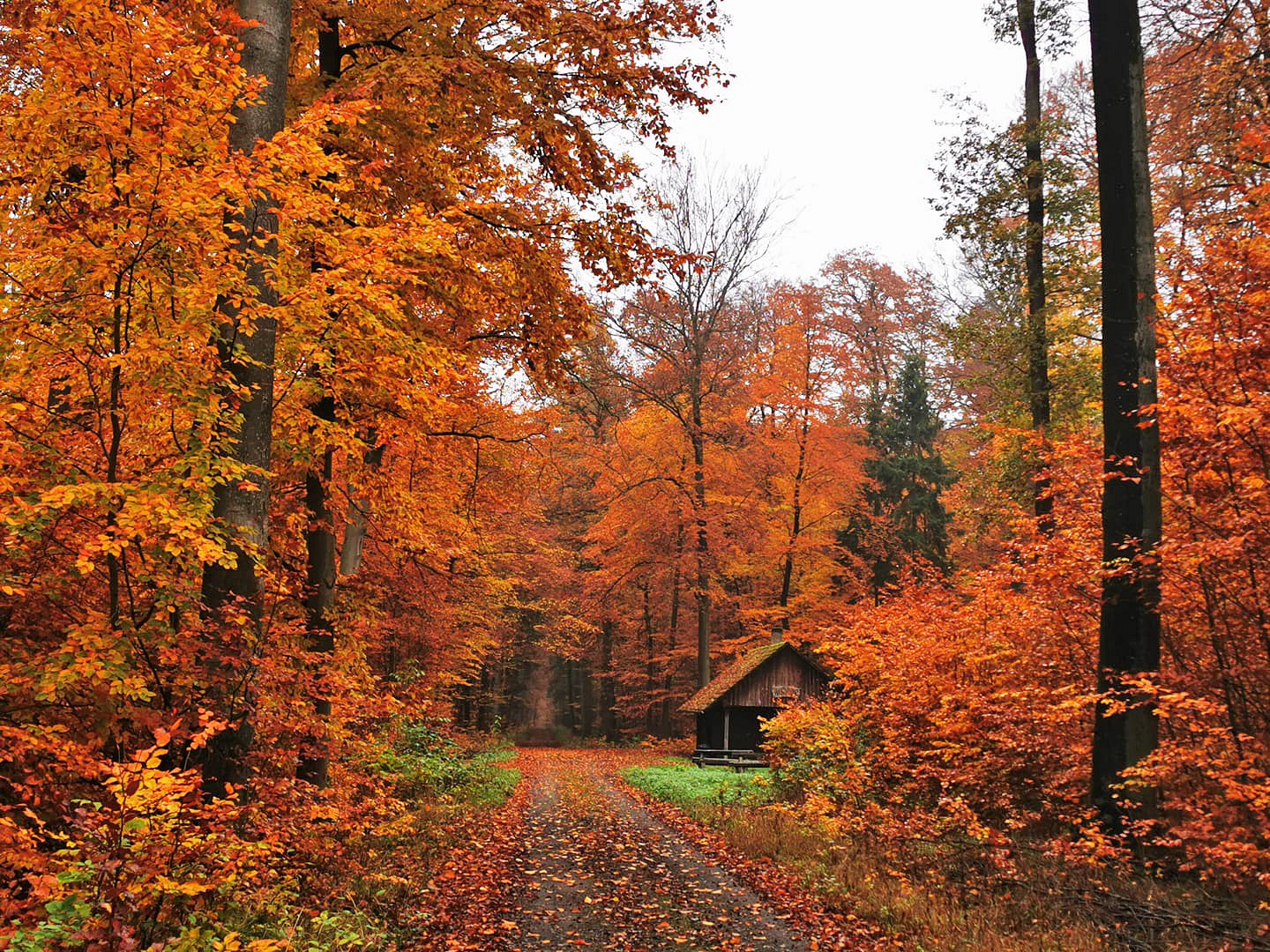 pspan-stylefont-familyTahomaGenevasans-serifDer-Herbst-koumlnnte-praumlchtigernbspkaum-sein-Dieser-Wald-befindet-sich-bei-Altenstadt-im-Wetteraukreis-und-direkt-vor-Manuelas-Haustuumlr-copy-Manuela-Loosspanp