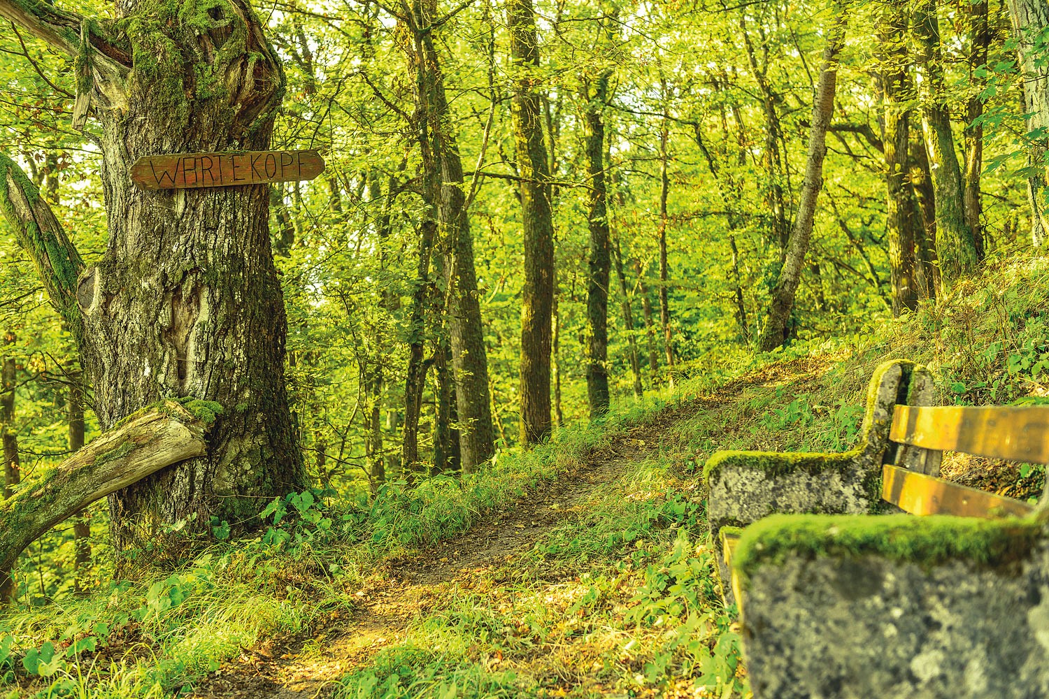 pUrige-Waldpfade-imnbspNaturschutzgebiet-WartekopfppDie-a-hrefhttpswandermagazindedeartikelaktuelles878wandermenu-pfalz-zu-gast-in-der-pfalzer-alten-welthtml-targetblankfuumlnf-Etappen-desnbspVeldenz-Wanderwega-bieten-sich-fuumlr-eine-Flucht-aus-dem-Alltag-besonders-gut-an-Auf-dem-Weg-kommt-man-u-a-an-dernbspZiegenkaumlserei-in-Erdesbachnbspvorbei-oder-am-Ausbacherhof-mit-seinem-frisch-gebackenemnbspBrotp