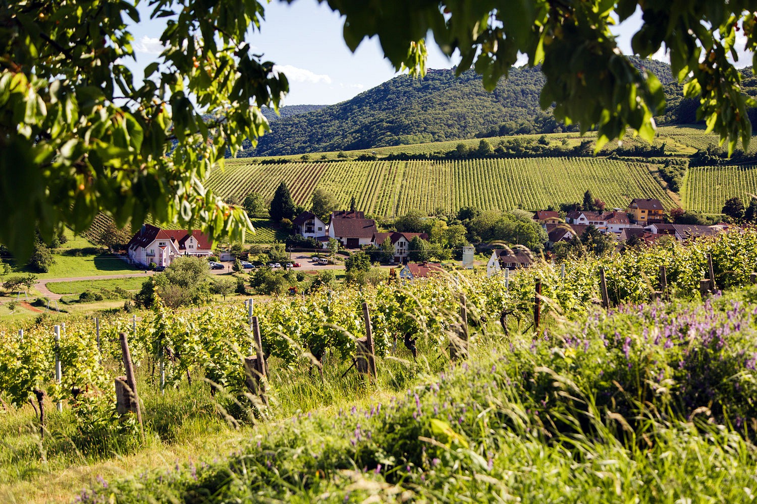 pUnverwechselbar-sind-die-Aussichten-uumlber-Weinterrassen-und-die-Huumlgelkettennbspder-Region-Im-Sommer-rahmen-gruumlne-Baumkronen-die-Sicht-im-Herbst-begruumlszligen-den-Wanderer-Weinlese-und-buntes-Laubnbspp