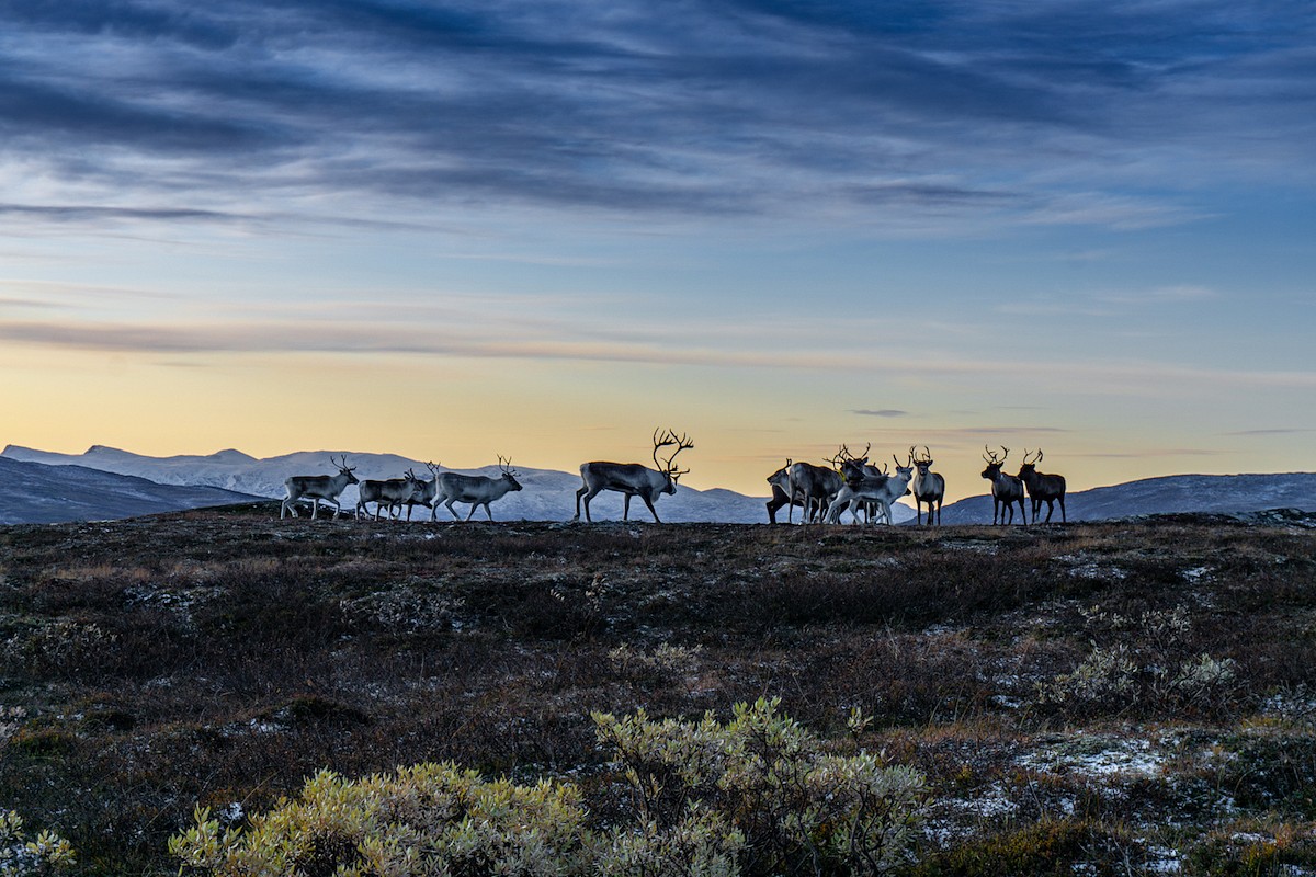 pquotRentierherdequot-E1-in-Norwegenbr-Fotograf-Manuel-Philipsbr-Siegerfoto-in-der-Kategorie-emTier-und-Naturemp
