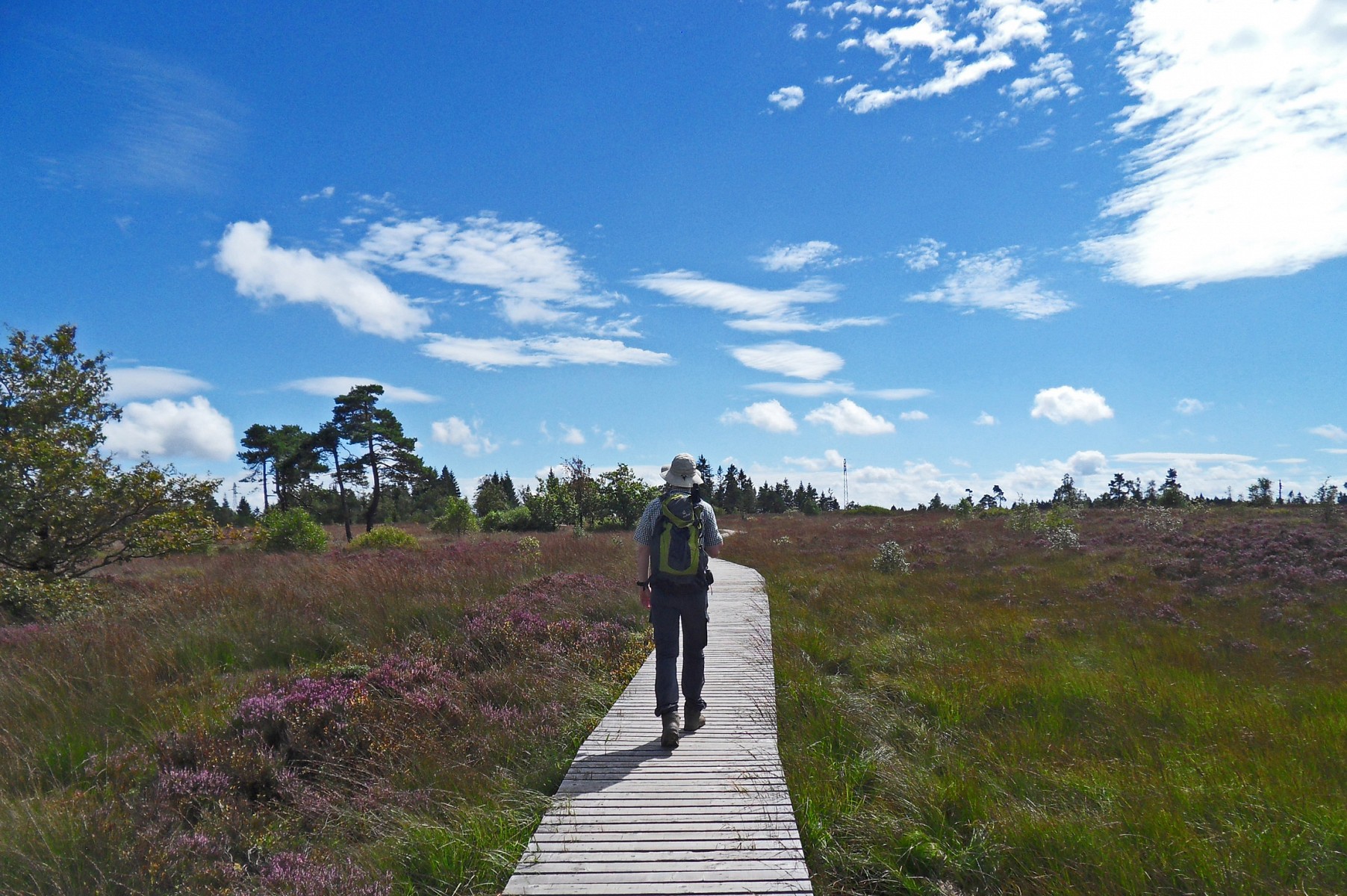 pEine-andere-Wanderung-beginnt-an-der-QuellenbspGeacuteronstegravere-in-Spa-Sie-fuumlhrt-auf-15-km-in-das-HochmoornbspFagne-de-Malchamps-Uumlber-die-typischen-Holzbohlenwege-gelangt-man-zu-einem-Panorama-Turm-mit-einemnbspgrandiosen-Rundblick-copynbspEric-Thomasnbspp