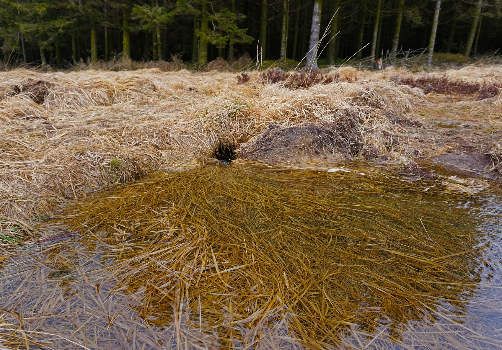pUnd-verschwindet-dann-gluckernd-in-einem-mysterioumlsen-Erdlochp