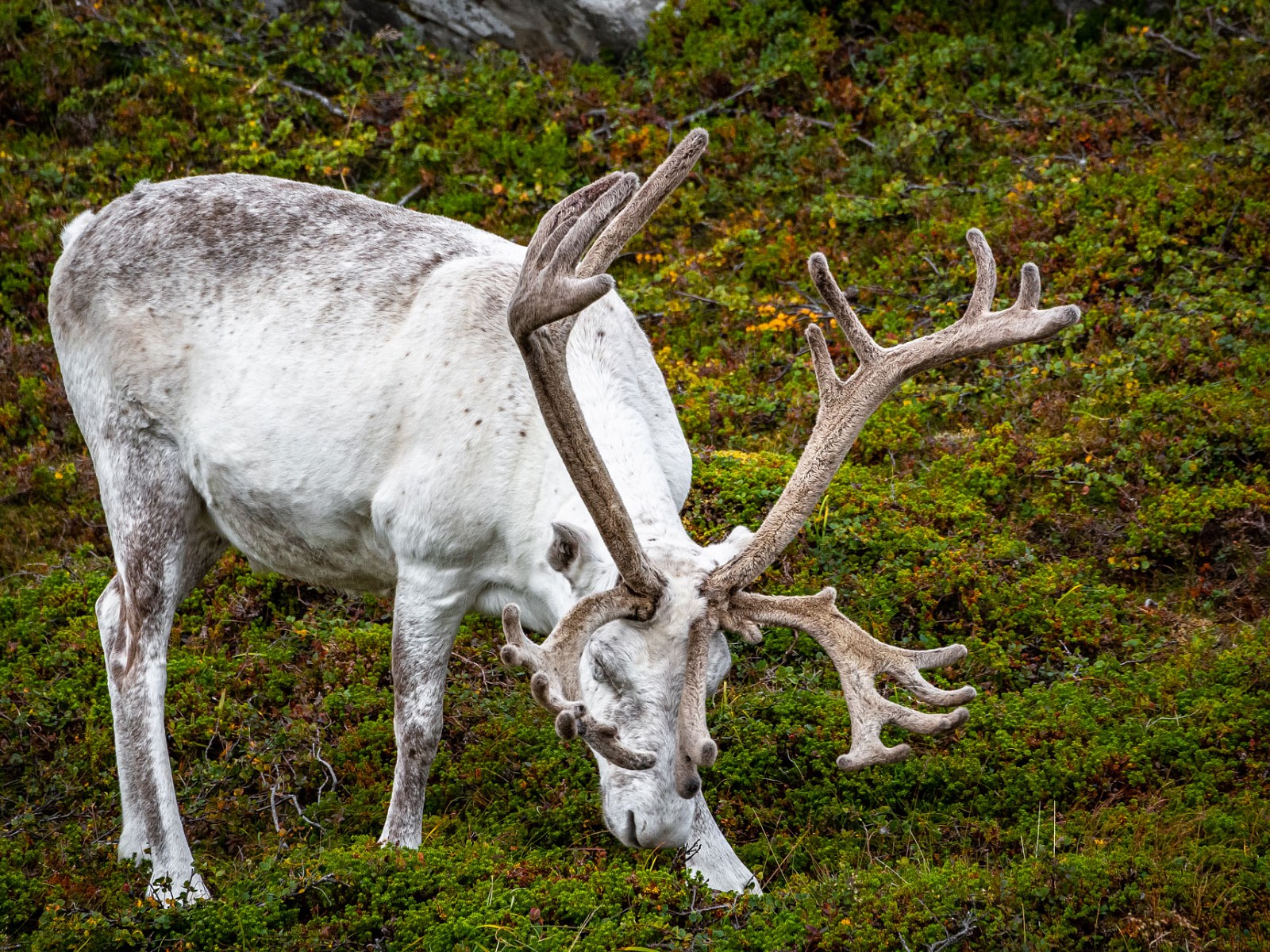 pbdquoHvite-reinsdyrldquo-E1-in-Norwegenbr-Florian-Lucianobr-Nominiert-in-der-Kategorie-emTier-amp-Naturemp
