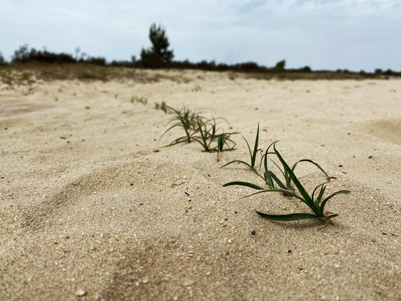 pspan-stylefont-familyGeorgiaserifDiese-Graumlser-im-Duumlnensand-sind-wie-an-einer-Kette-mit-einander-verwurzelt-So-koumlnnen-sie-dem-Windnbspbesser-standhaltenspanp