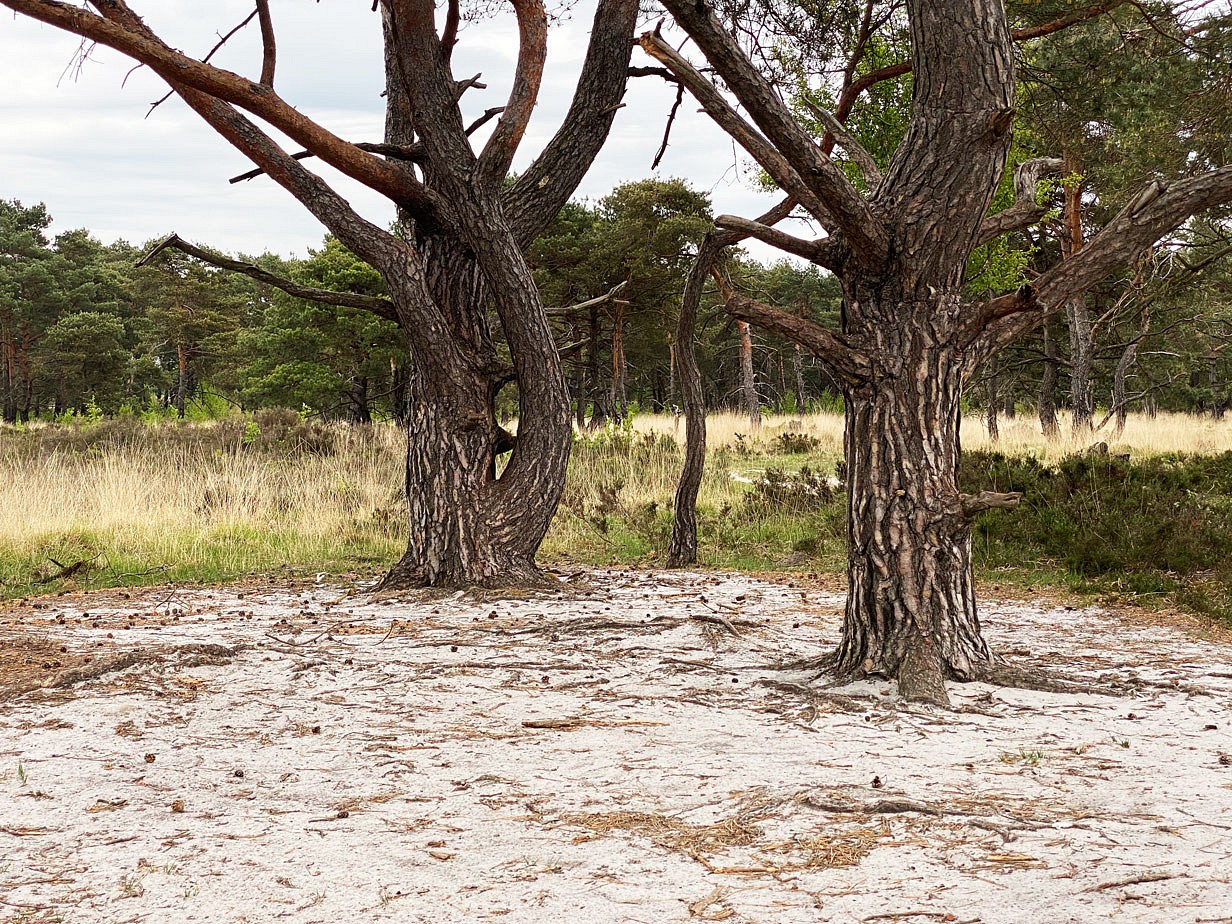 pspan-stylefont-familyGeorgiaserifDie-Kalmthoutse-Heide-ist-naumlmlich-eines-von-zehn-ausgewiesenen-Ruhegbieten-in-Flandern-Knorrige-Kiefern-weicher-Sand-und-ockerfarbene-Graumlser-sorgen-auszligerdem-fuumlr-eine-optisch-reizvolle-Kulissespanp