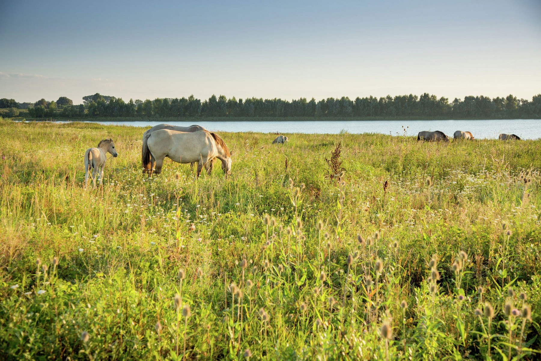 pspan-stylefont-familyGeorgiaserifMit-seiner-weiten-und-offenen-Landschaft-beeindruckt-das-Maastal-im-Osten-von-Flandern-ndash-und-mit-seinen-tierischen-Bewohnern-den-Galloway-Rindern-und-Konik-Pferden-span-stylefont-size12pxcopy-Peter-Baasspanspanp