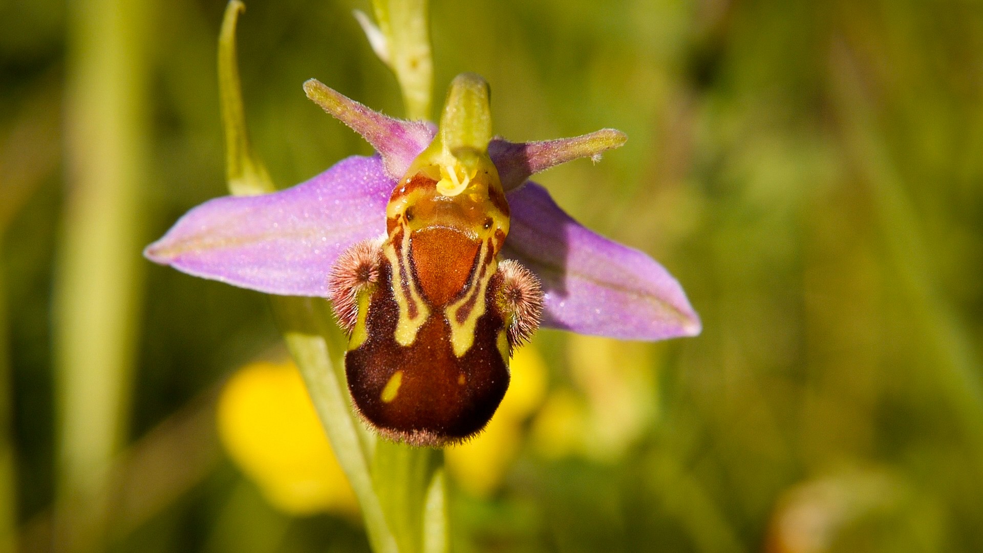 pObwohl-sie-Bienen-Ragwurz-heiszligt-wird-diese-Orchideenart-nur-selten-durch-Insekten-fremdbestaumlubt-Sie-bestaumlubt-sich-in-der-Regel-selbstnbspindem-sie-ihre-Pollinienstiele-kruumlmmt-und-sie-mit-der-Narbe-in-Kontakt-bringt-ndash-einenbspSeltenheit-unter-den-Orchideenp