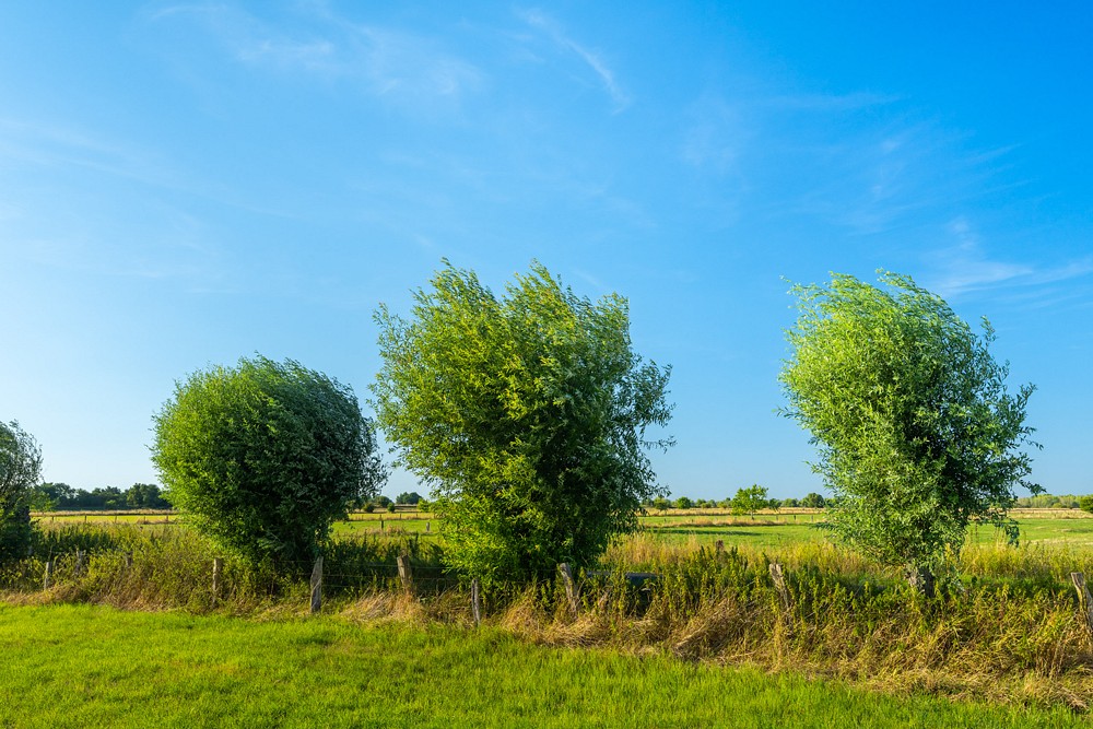 pDie-bizarr-geformten-Kopfbaumlume-praumlgen-die-Landschaft-des-Niederrheins-wie-hier-auf-der-Bislicher-Insel-in-Xantenppspan-stylefont-size14pxFoto-copy-Patrick-Gawandtkaspanp