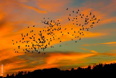 Vogelschwarm in Abendsonne