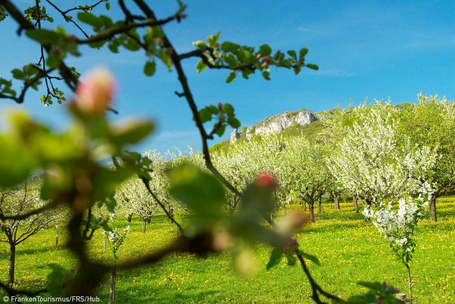 Kirschblüte Fränkische Schweiz