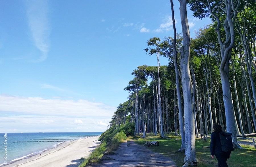 Wald an der Ostseeküste