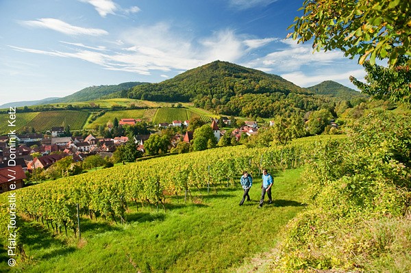 Am Weinberg bei Leinsweiler – Weinsteig
