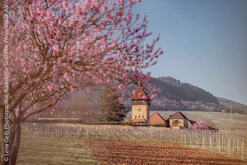 Blühender Mandelbaum, im Hintergrund historisches Gebäude und Weinanbau