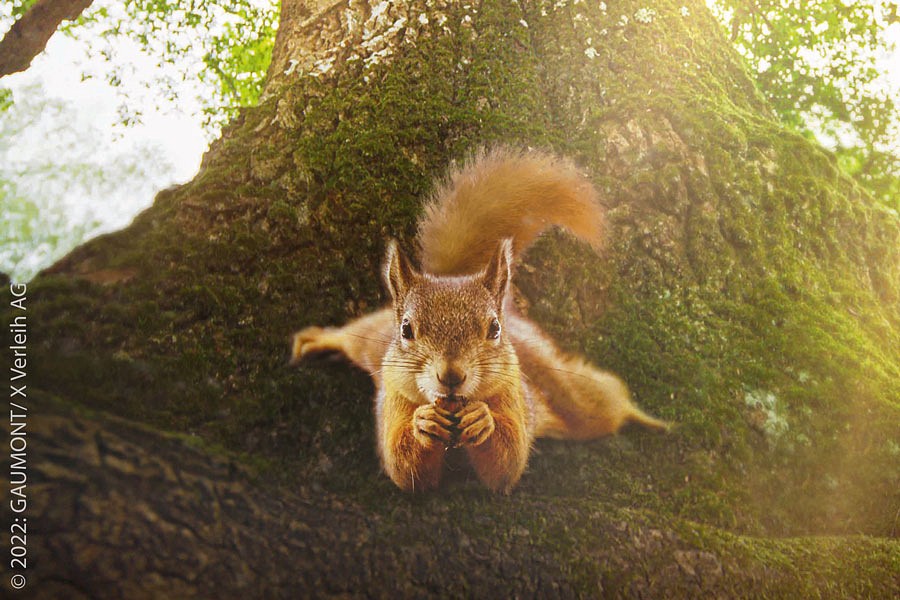 Eichhörnchen an Baumstamm guckt in die Kamera