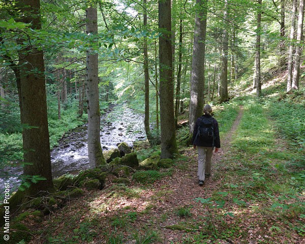 Eine Person geht auf einem schmalen Waldpfad an einem Flussbett entlang
