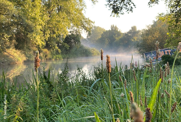 Blühende Gräser am Ufer eines Flusses, über der Wasseroberfläche steigt Nebel auf