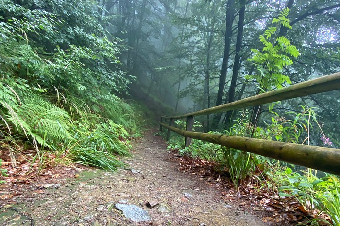 Ein Waldpfad mit Holzgeländer führt in den Nebel.