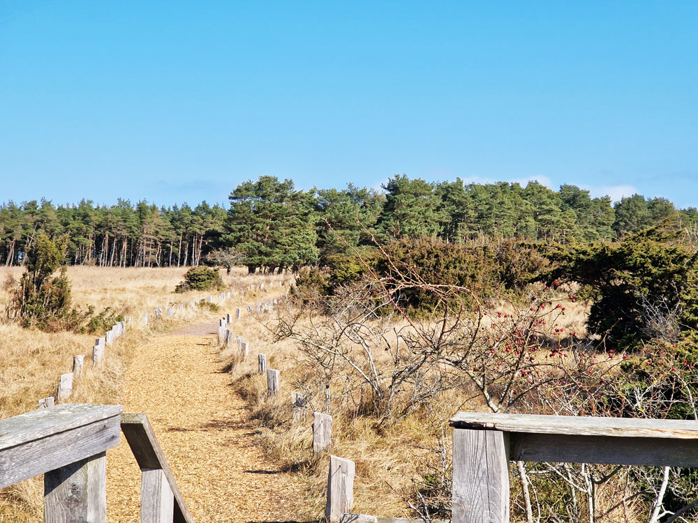 Ein mit Holzpflöcken gesäumter Weg führt durch eine hellbraune Graslandschaft an Ostsee