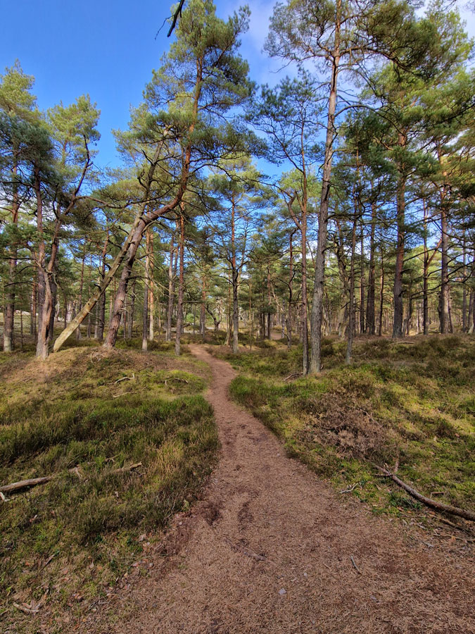 Ein schmaler Pfad durch lichten Kiefernwald