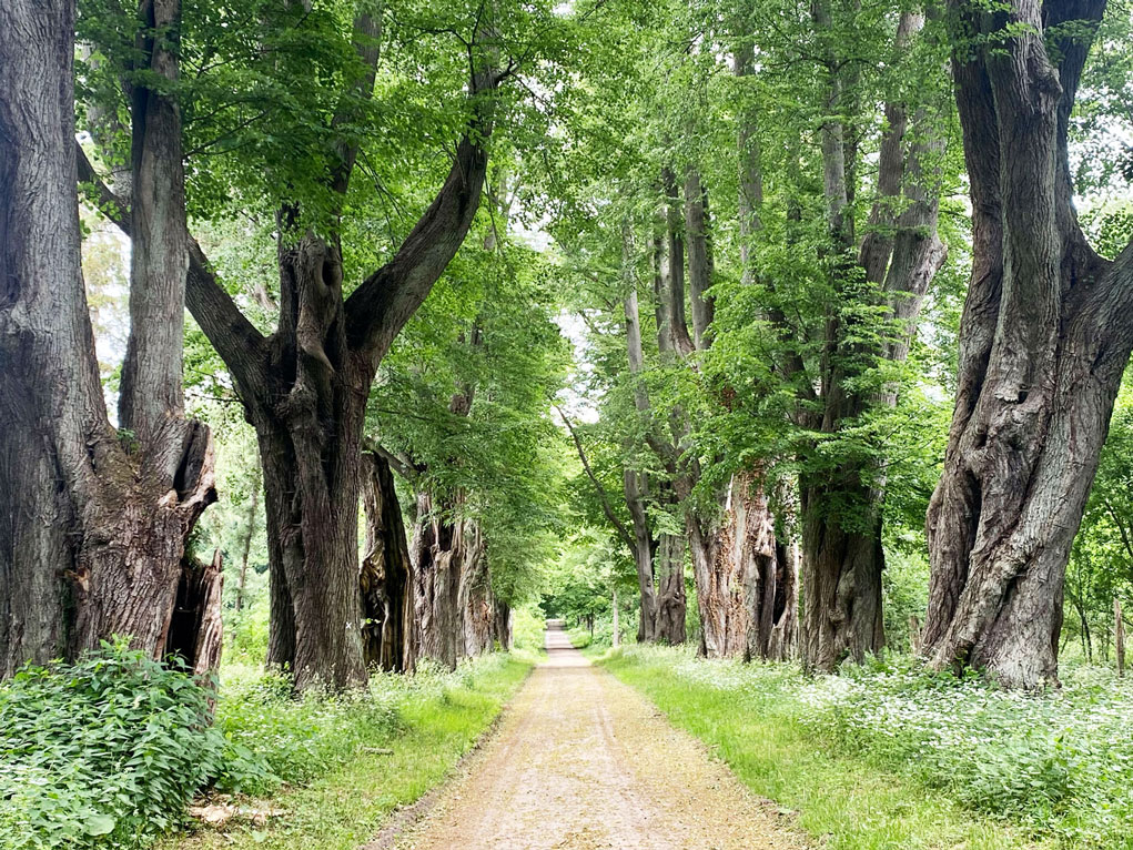 Ein flacher Weg durch eine Allee aus großen Linden.