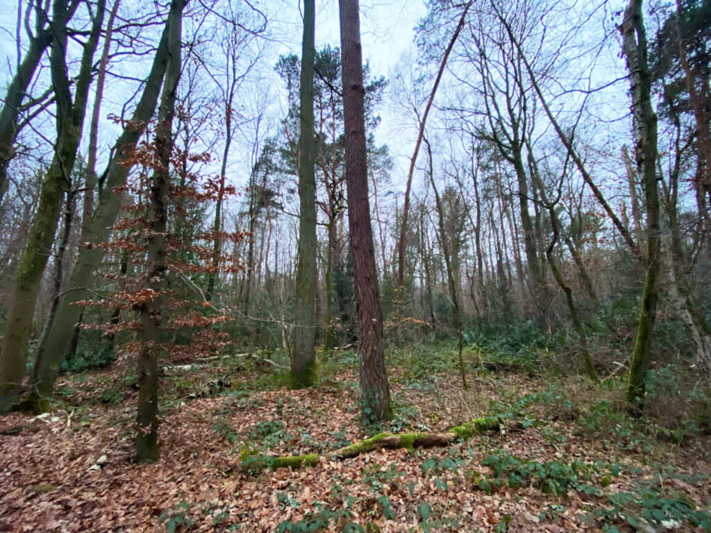 Blick in eine Wald mit Baumstämmen und kahlen Bäumen