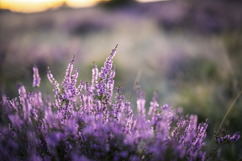 Nahaufnahme der lilanen Heideblüte