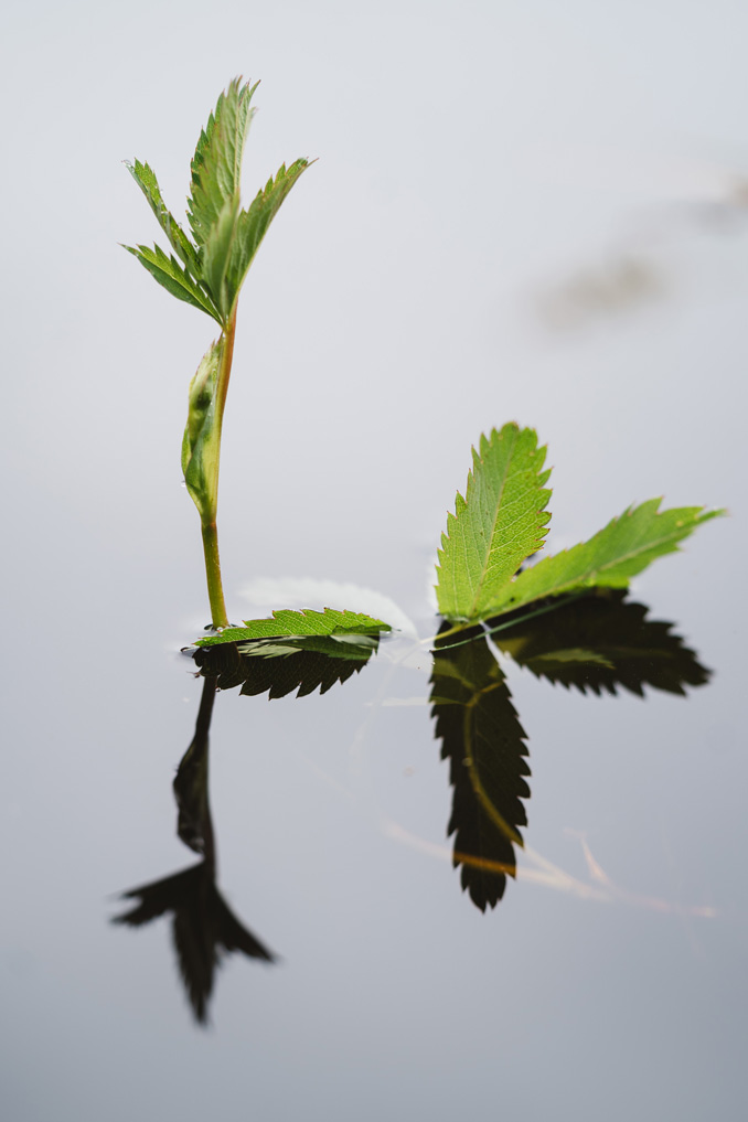 Nahaufnahme einer Pflanze deren Blätter aus einem dunklen Gewässer ragen und ein Spiegelbild werfen