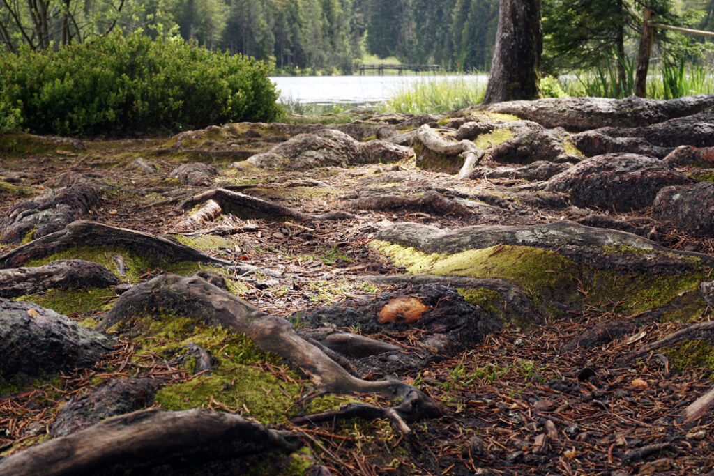 Ein von Wurzeln übersähter Waldboden, auf den das Sonnenlicht fällt