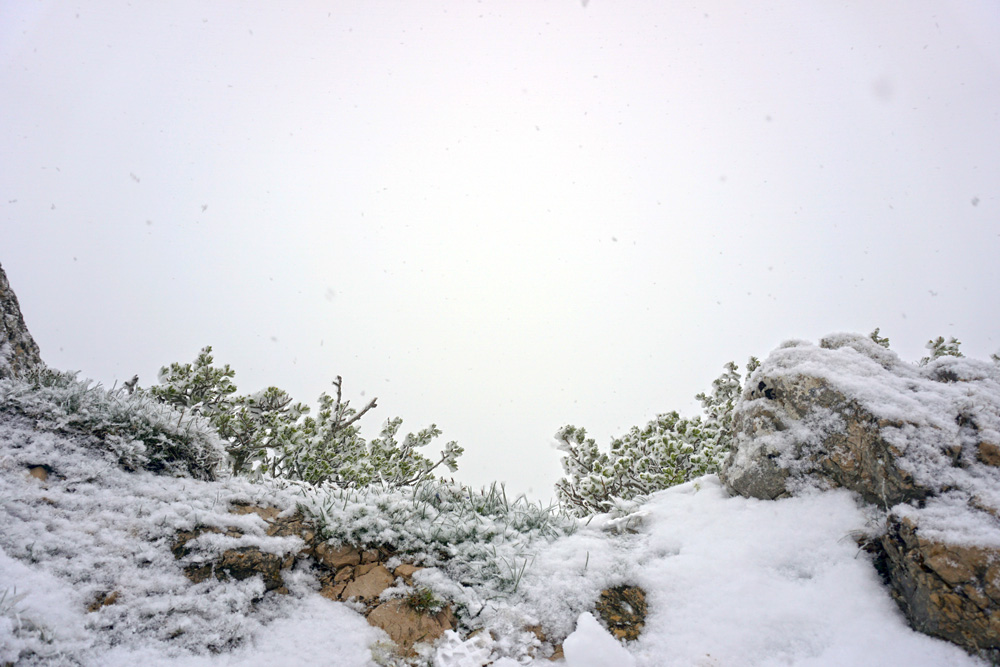 Schnee auf einer Felskante mit kleinen krautigen Gewächsen