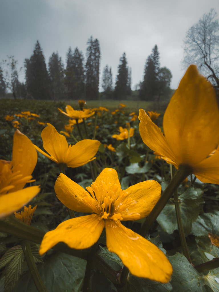 Kräftig gelb-leuchtende Blüten auf einer Wiese, im Hintergrund Tannen und ein bewölkter Himmel