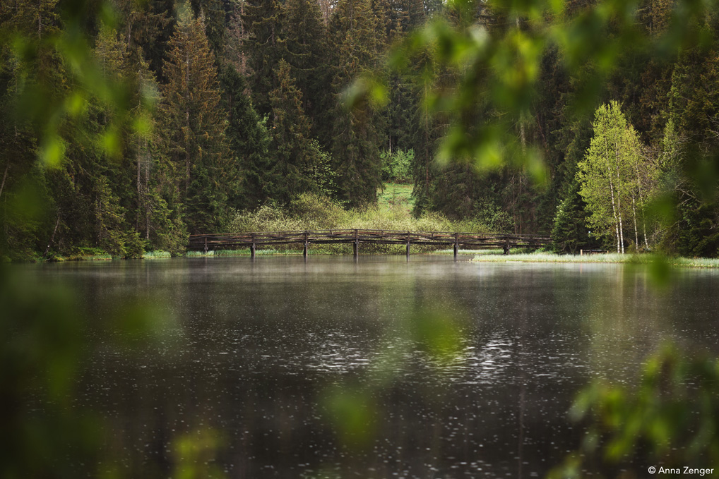 Ein Gewässer mit Holzbrücke und Tannen bis an den Uferrand