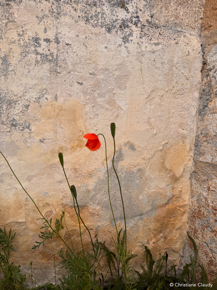 Klatschmohn vor einer verwitterten Mauer