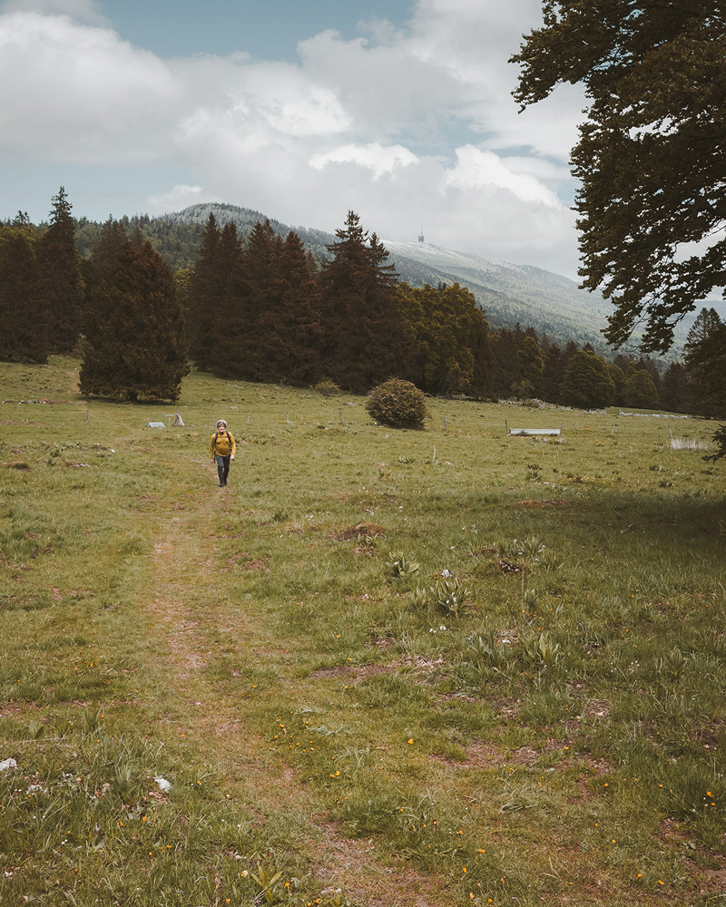Ein Wanderer auf einem Wiesenweg, im Hintergrund Tannen und ein Bergrücken