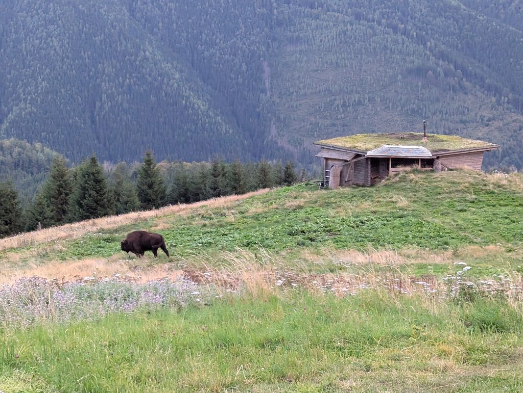 Grüne Bergwiese mit einem Holzgebäude und einem Wisent