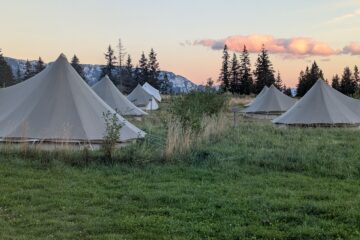 Mehrere Zelte auf einer Wiese vor Tannen und Abendhimmel